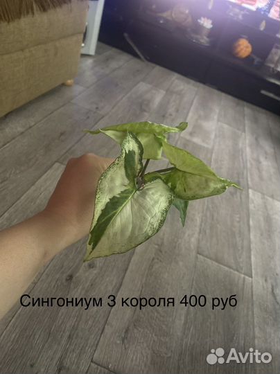 Сингониум 3 короля