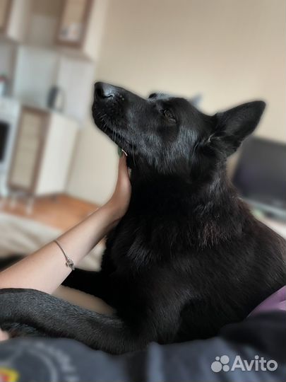 Служебная собака