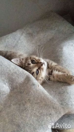 Котенок бесплатно