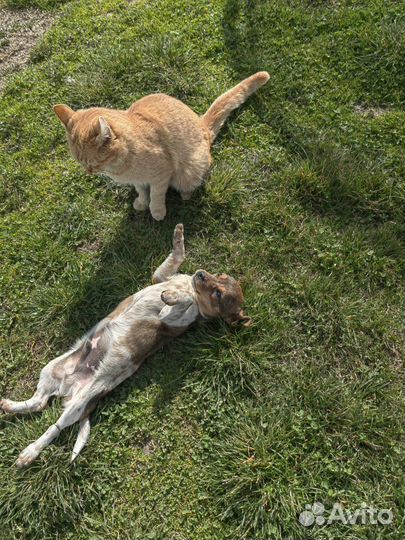 Маленькая собака в добрые руки отдам бесплатно