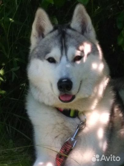 Вязка хаски