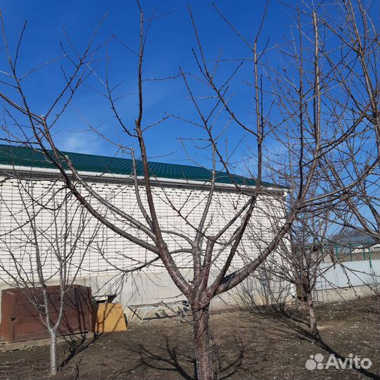 Обрезка деревьев