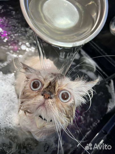 Красивая стрижка собак и кошек