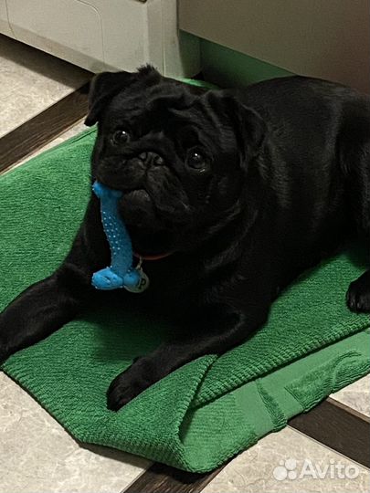 Мопс вязка мальчик