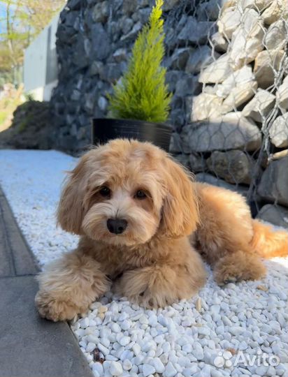 Вязка собак