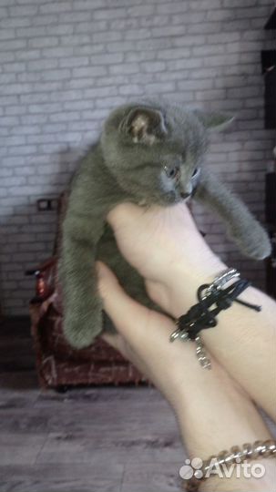 Отдам бесплатно в добрые руки, 4 котика