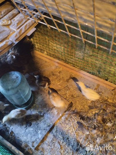 Цыплята несушки