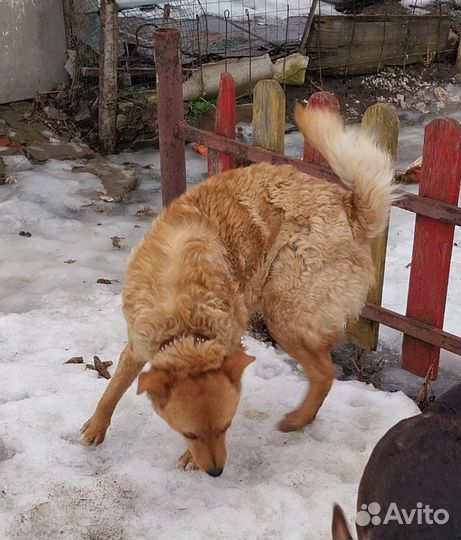 Собака в добрые руки