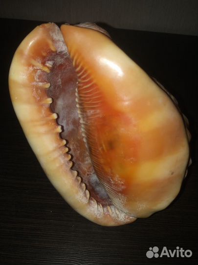 Морские ракушки кораллы