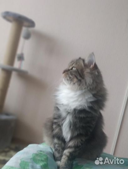 Коты бесплатно