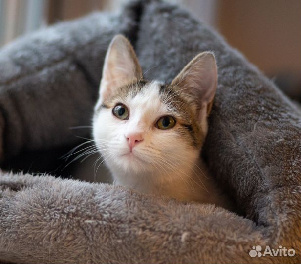 Котенок в добрые руки