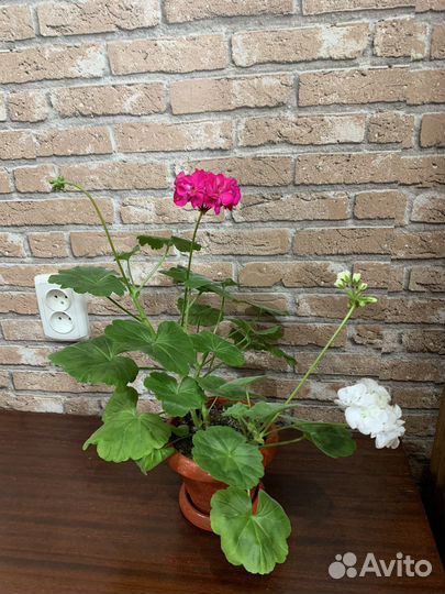 Пеларгония герань