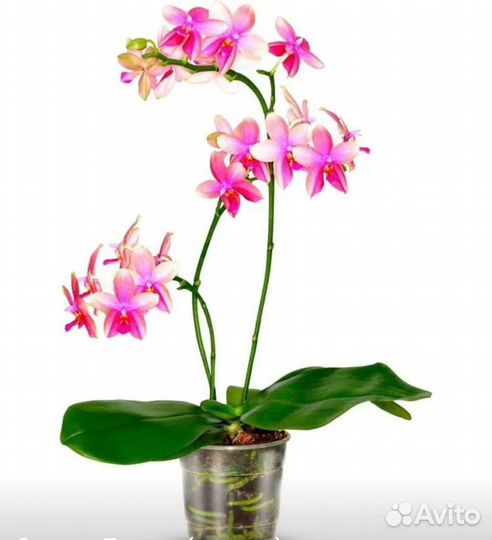 Орхидея Liodorro