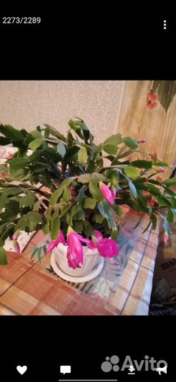 Декабрист (шлюмбергера)