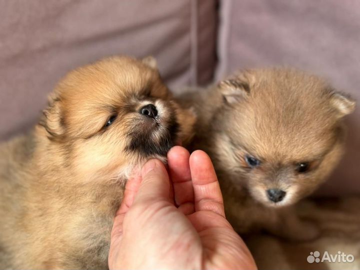 Померанский шпиц девочка