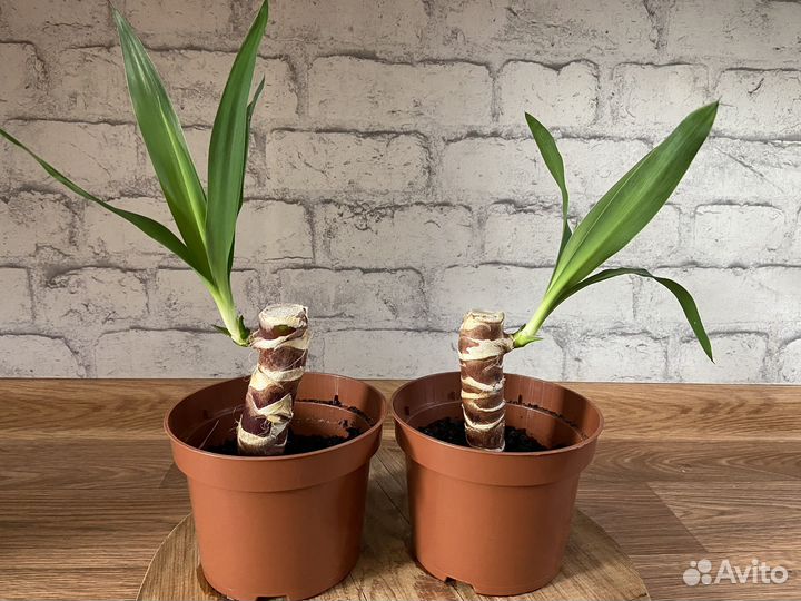 Пальма юкка