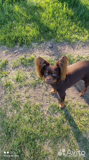 Московский той-терьер