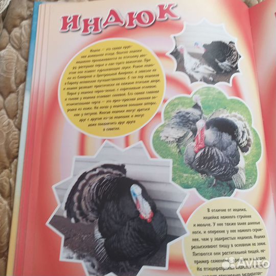 Книга