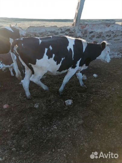 Тёлки, быки