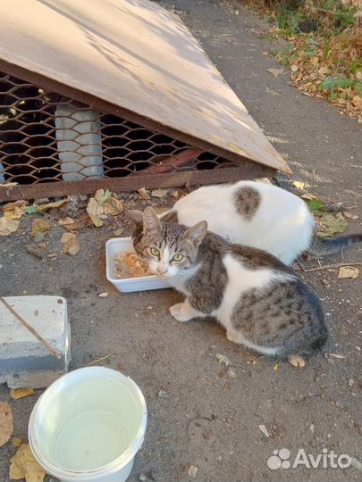 Котята в добрые руки бесплатно