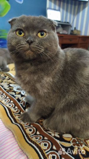 Шотландская вислоухая кошка бесплатно