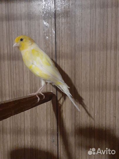 Кенара и канарейки