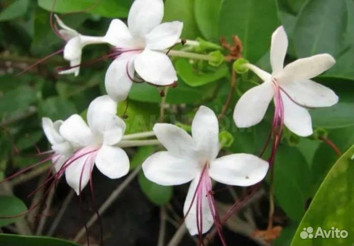 Клеродендрумы