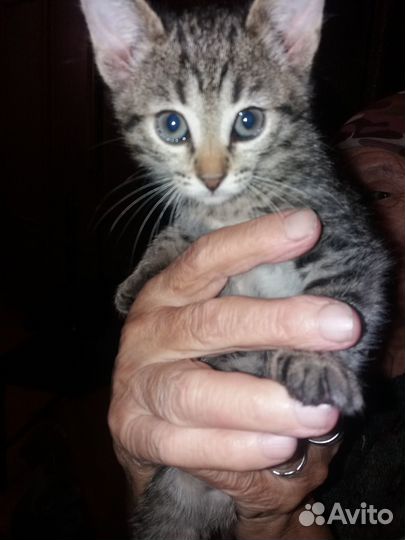 Котята в добрые руки даром