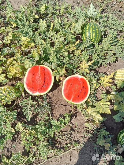 Арбузы и дыни