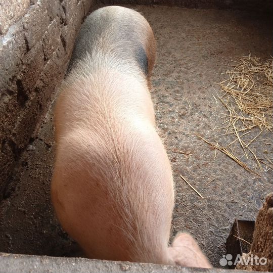 Хряк на племя