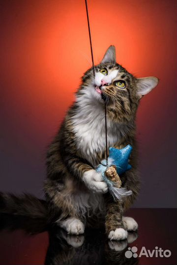 Котик ищет дом