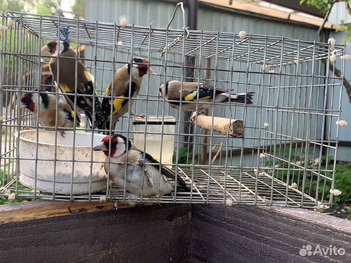 Певчие дикие птицы