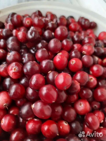 Клюква свежая