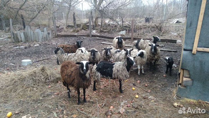 Продам овец