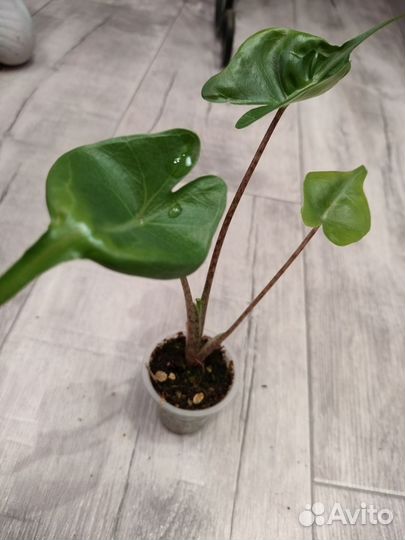 Алоказия Стингрей