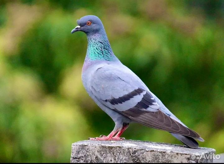 Голубь