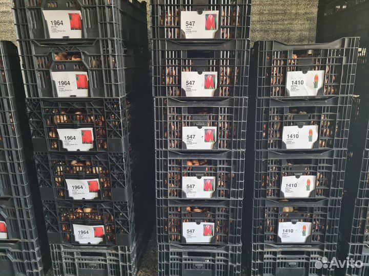 Луковицы тюльпанов