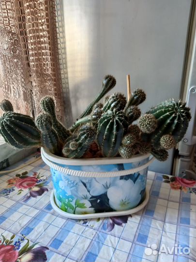 Кактусы и суккуленты