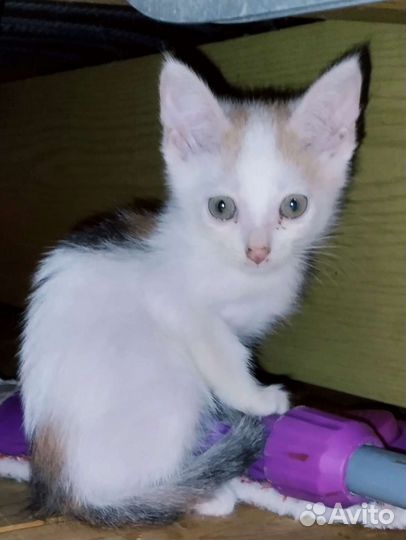 Кисуля Зайка