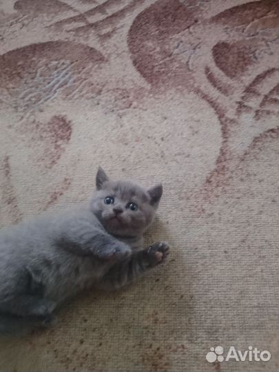 Британские котята