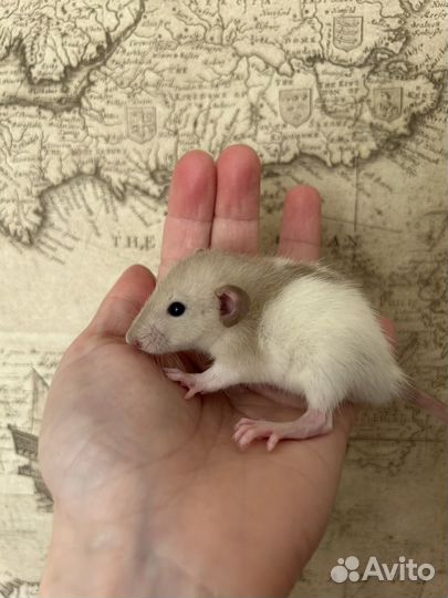 Крысята Дамбо малыши