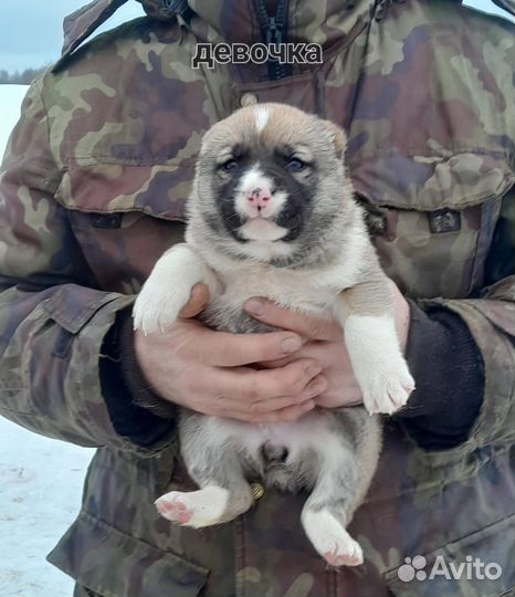 Собака алабай