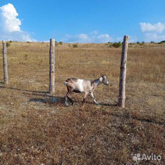 Продам коз, козлят и козла