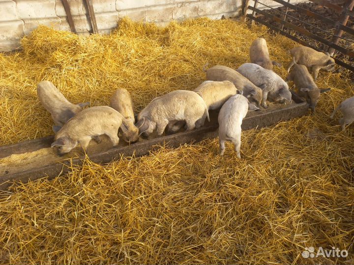 Поросята венгерской мангалицы