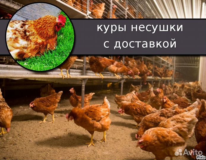 Куры несушки 9 - 10 мес