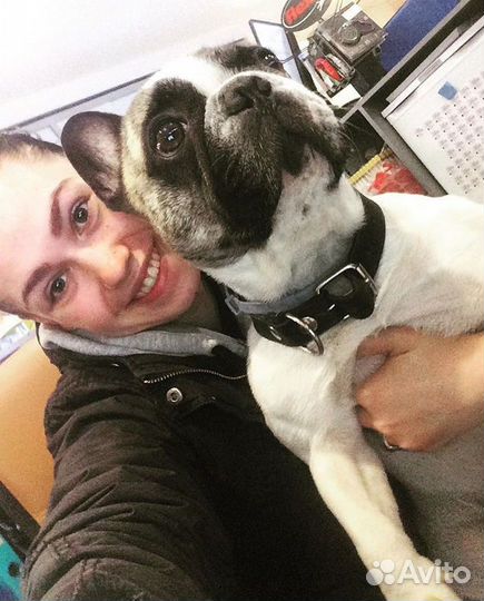 Выгул собак выгульщик