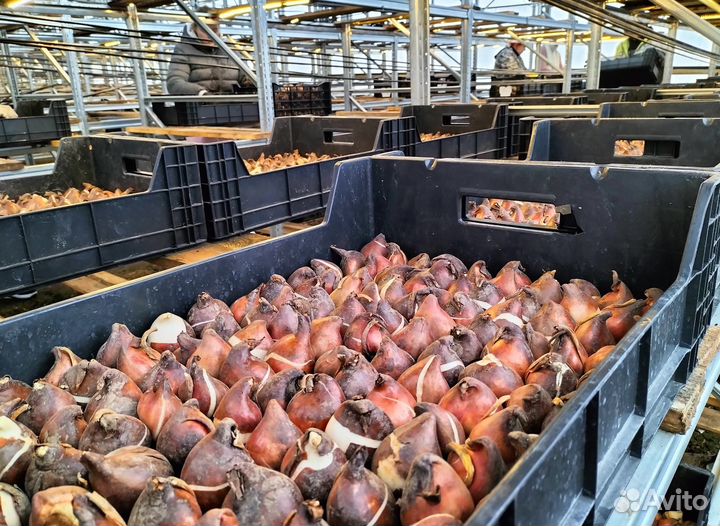 Луковицы тюльпанов опт