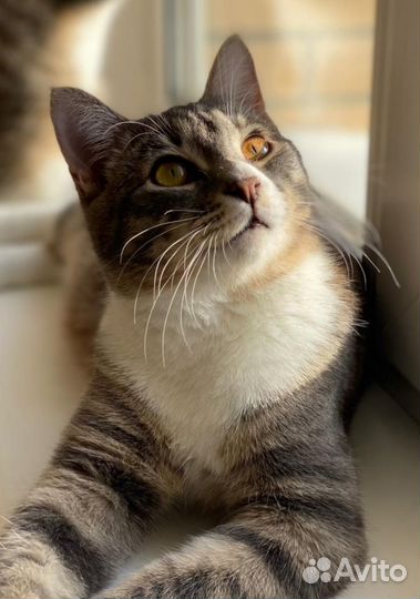Котик Тишка ищет дом