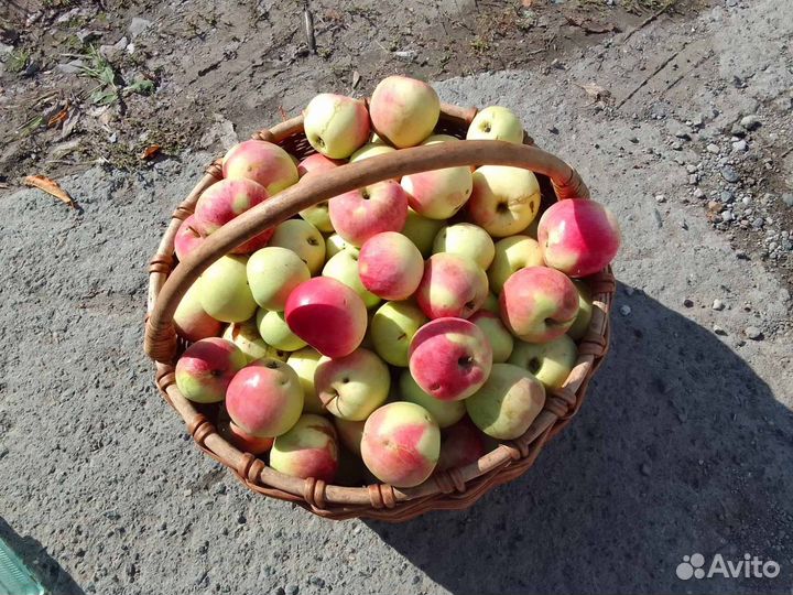 Яблоки садовые