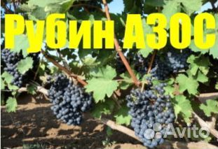 Виноград Рубин азос